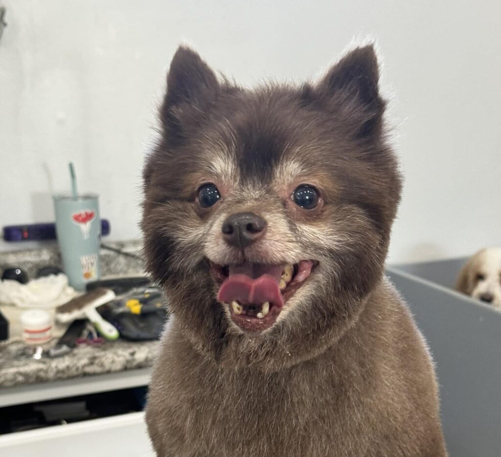 Dog Groomer Lake Zurich IL