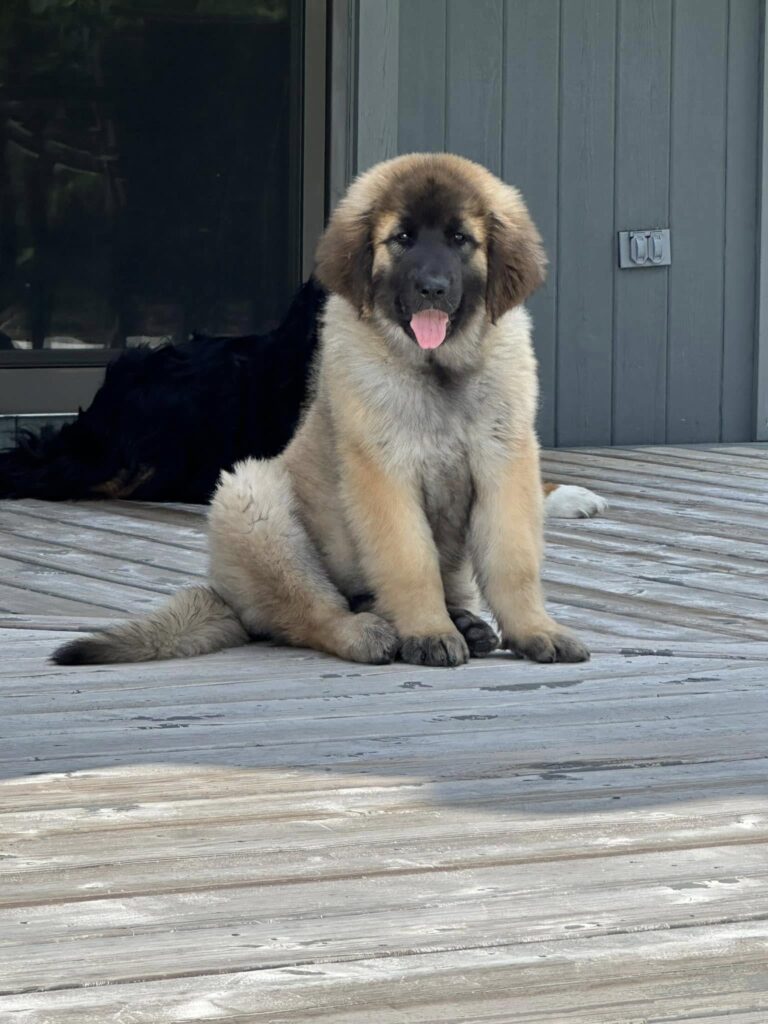 Dog Groomer Lake Zurich IL