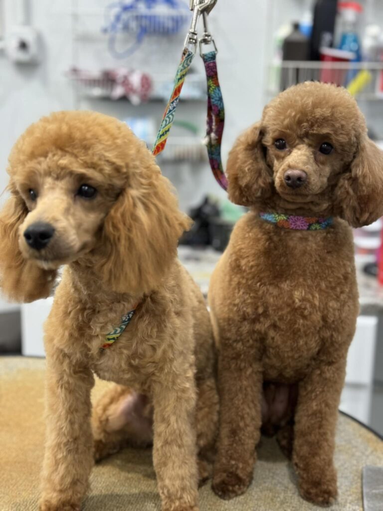 Dog Groomer Lake Zurich IL