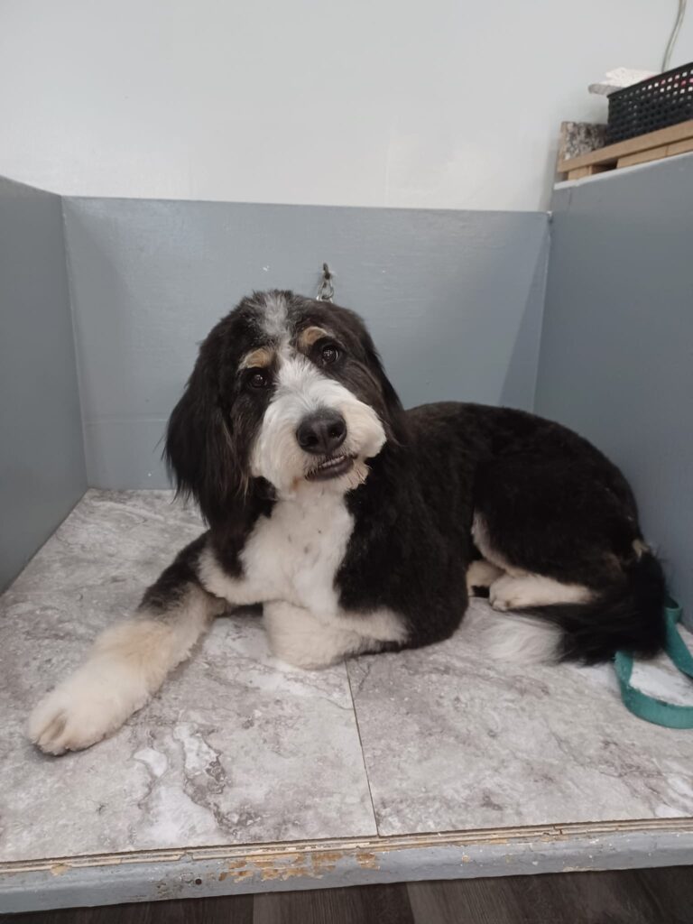 Dog Groomer Lake Zurich IL